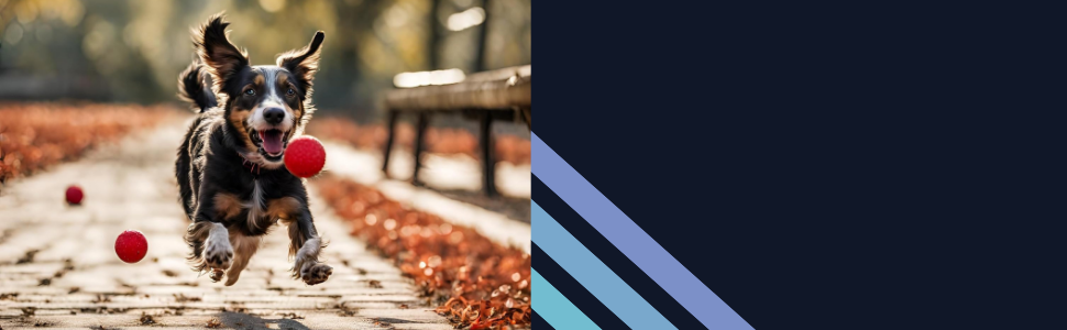 parence, marque française, meilleur rapport qualité prix, accessoires, accessoires animaux