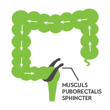 laxatif naturelle, intestin irritable, la douleur de presse, hémorroïdes, constipation