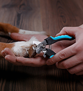 Outil de toilettage pour chien