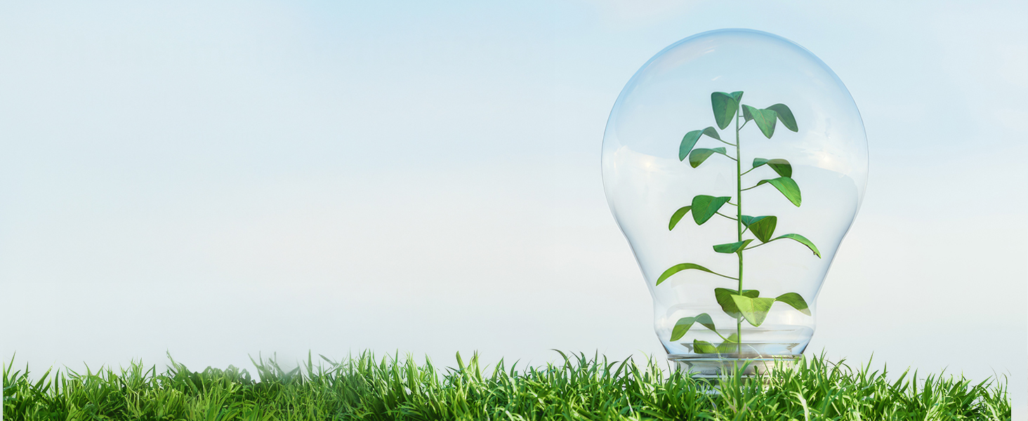 Plans rapprochés de semis de plantes vertes émergeant du sol sur fond de ciel bleu, montrant les différents stades de croissance et de développement.