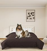 Un chien posé sur un lit ou un canapé de couleur foncée contre un mur blanc avec des œuvres d'art encadrées